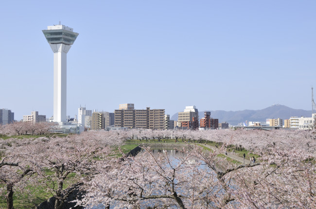 2011 桜002.jpg