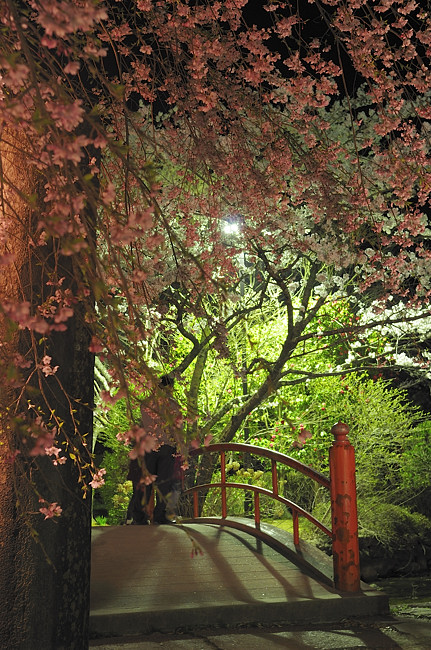 夜桜_03.jpg