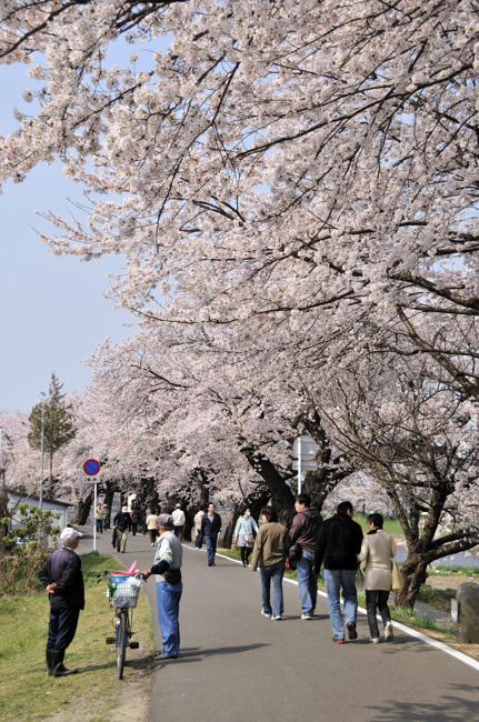 桜iroiro_2.jpg