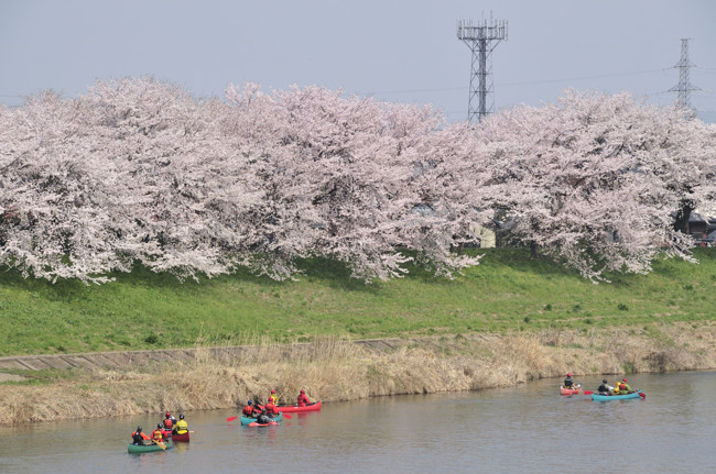 桜iroiro_4.jpg