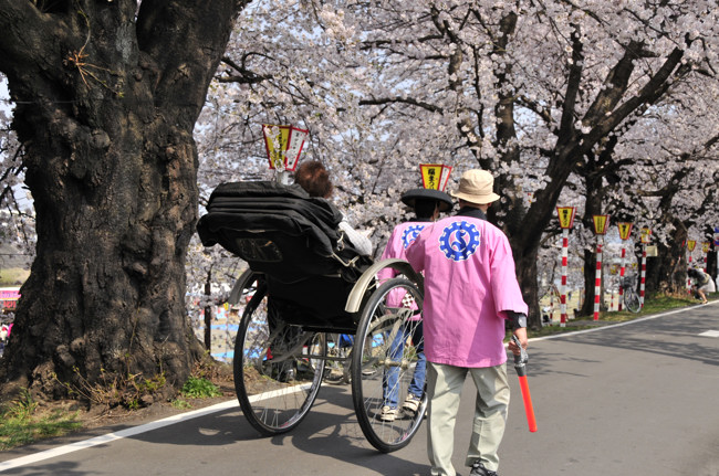 桜iroiro_5.jpg
