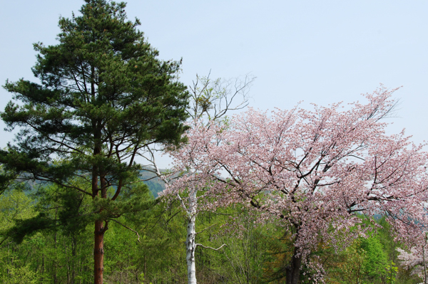 赤松と桜.jpg