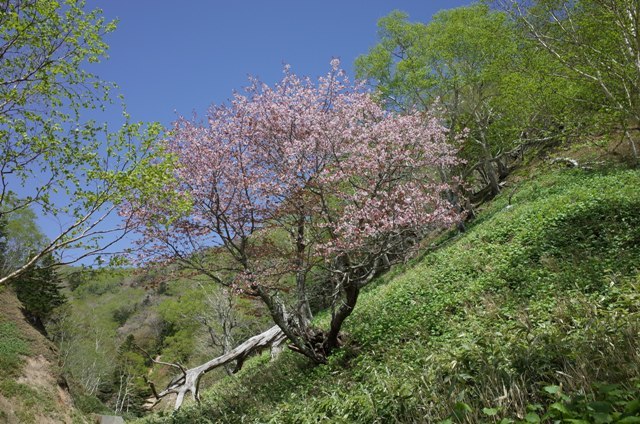 羅臼相泊の桜.jpg
